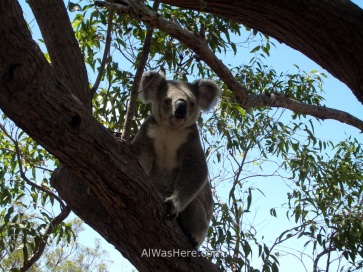 Koala en un árbol en Isla Magnética, Queensland, Australia