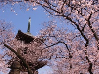 Flores de cerezo junto a una pagoda, Tokio