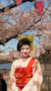 Mi imagen favorita de Japón, una mujer caracterizada como Maiko bajo un cerezo en flor