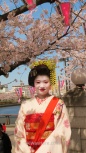 Mi imagen favorita de Japón, una mujer caracterizada como Maiko bajo un cerezo en flor