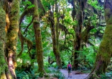 Hoh Rainforest, Parque Nacional Olympic