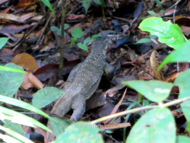 SABANG RIO SUBTERRANEO PUERTO PRINCESA 1. Jungle Trail. Underground River New 7 Wonders of Nature Maravillas Naturaleza, Palawan, Filipinas Philippines lagarto Lizard