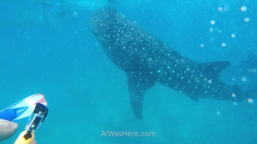 Tiburones ballena, Filipinas
