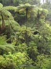 Helechos arborescentes de más de 10 metros de alto, Abel Tasman NP