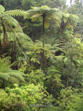 Helechos arborescentes de más de 10 metros de alto, Abel Tasman NP