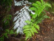 En el parque, y en esta sección en particular abundan todo tipo de helechos, a destacar los famosos helechos blancos, símbolo de Nueva Zelanda