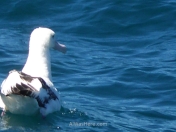 Los albatros son algunos de los pájaros de mayor envergadura del mundo, aunque éste en particular no lo avisté en el Drake, sino en Kaikoura, Nueva Zelanda