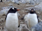Estos pingüinos parecen estar diciendo "otro turista pesado con sus fotitos..."