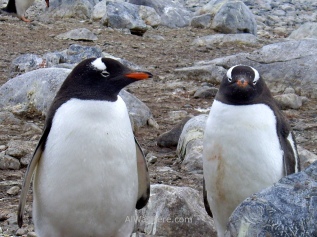 Estos pingüinos parecen estar diciendo "otro turista pesado con sus fotitos..."