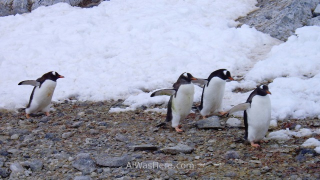 Antartida Cuverville Island Antarctica Pingüino Gentoo, Gentu o Juanito penguin