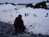 Una de las normas en la Antártida es no molestar a los animales, pero los pingüinos son muy inocentes, y pasarán junto a nosotros con total confianza
