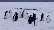 Grupo de pingüinos barbijos