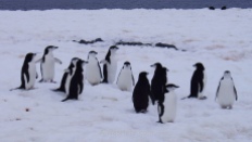 Grupo de pingüinos barbijos