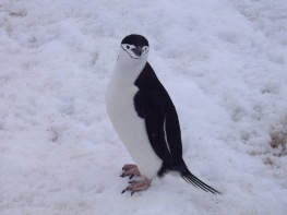 Un pingüino barbijo