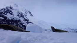 Tres focas cangrejeras. La de la derecha está mudando el pelaje de invierno a verano