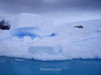Otra foca de Weddell sobre un iceberg azul