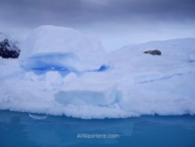 Otra foca de Weddell sobre un iceberg azul