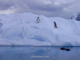 Esta es una de mis fotos favoritas de la Antártida: una foca leopardo acechando en el agua a dos pingüinos Gentoo, esperando que salten del iceberg