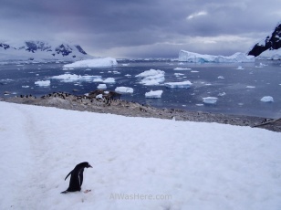 Puerto Neko, Antártida